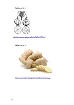 Referāts 'Ķīmiskie un dabīgie antibakteriālie līdzekļi', 33.