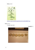 Referāts 'Ķīmiskie un dabīgie antibakteriālie līdzekļi', 35.