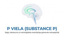 Prezentācija 'P viela kā neiromediators un neiropeptīds', 1.
