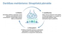 Prezentācija 'P viela kā neiromediators un neiropeptīds', 5.