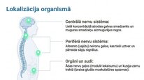 Prezentācija 'P viela kā neiromediators un neiropeptīds', 7.