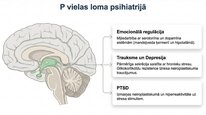 Prezentācija 'P viela kā neiromediators un neiropeptīds', 14.