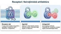 Prezentācija 'P viela kā neiromediators un neiropeptīds', 17.