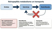 Prezentācija 'P viela kā neiromediators un neiropeptīds', 18.