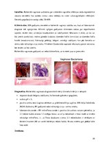 Referāts 'Sieviešu seksuāli transmisīvās slimības', 25.