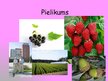 Prezentācija 'Latvijas Valsts mežzinātnes institūts "Silava"', 10.