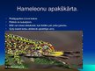 Prezentācija 'Rāpuļi', 15.