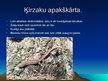 Prezentācija 'Rāpuļi', 16.