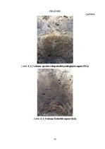 Prakses atskaite 'Augsnes zinātnes lauka kurss', 32.