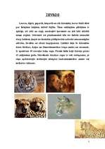 Referāts 'Lielie kaķi', 3.