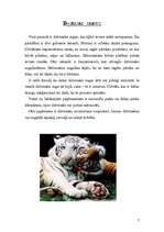 Referāts 'Lielie kaķi', 7.