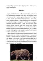 Referāts 'Lielie kaķi', 13.