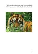 Referāts 'Lielie kaķi', 17.