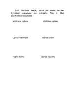 Referāts 'Tauriņi', 7.