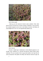 Biznesa plāns 'Dzērveņu audzēšana. Projekts', 7.