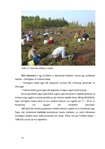 Biznesa plāns 'Dzērveņu audzēšana. Projekts', 13.