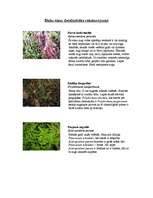 Referāts 'Sūnas', 1.