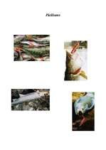 Referāts 'Zivis', 3.