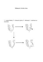 Konspekts 'Miokarda infarkts', 5.