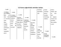 Referāts 'E.Eriksona attīstības stadiju attēlojums', 1.