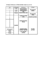 Referāts 'Zigmunda Freida psihoseksuālās attīstības stadijas', 4.