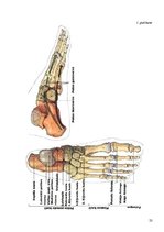 Referāts 'Plakanās pēdas iespējamība Bēnes vidusskolas skolēniem', 23.