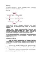 Referāts 'Vaginisms', 6.