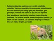 Prezentācija 'Trušu selekcija Latvijā', 12.