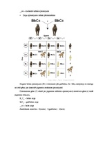 Referāts 'Nealēlisko gēnu mijiedarbība', 6.