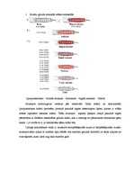 Referāts 'Nealēlisko gēnu mijiedarbība', 11.