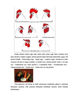 Referāts 'Nealēlisko gēnu mijiedarbība', 16.