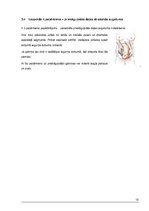 Referāts 'Vecmātes-studentes rokasgrāmata', 12.