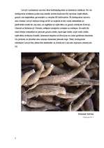 Referāts 'Bioetanols un biodegvielas tirgus Latvijā', 5.