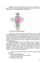 Referāts 'Mārketinga vides un stratēģijas analīze', 27.