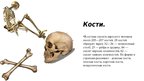 Prezentācija 'Скелет человека', 2.
