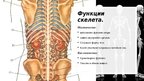 Prezentācija 'Скелет человека', 3.