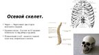 Prezentācija 'Скелет человека', 4.