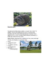 Prezentācija 'Dobeles rojona ekoloģiskie tūrisma objekti', 8.