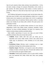 Konspekts 'Nauda, tās vēsture', 5.