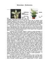 Referāts 'Kallu dzimtas telpaugi', 7.