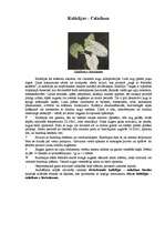 Referāts 'Kallu dzimtas telpaugi', 10.