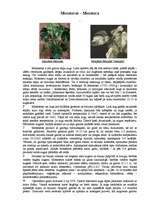 Referāts 'Kallu dzimtas telpaugi', 11.