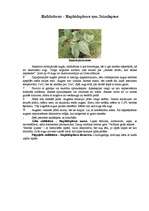 Referāts 'Kallu dzimtas telpaugi', 13.