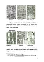 Referāts 'Plūmes koksne', 7.