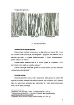 Referāts 'Plūmes koksne', 8.