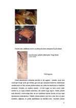 Referāts 'Plūmes koksne', 11.