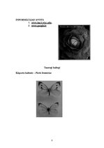 Referāts 'Kāposti un to pielietojums', 7.
