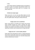 Konspekts 'Magnijs', 2.