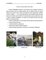 Biznesa plāns 'Sabiedrība ar ierobežotu atbildību "Ūdensdārzi"', 8.