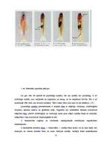 Referāts 'Vēža šūnu aktivizēšanās faktori un vēža diagnosticēšanas iespējas mūsdienu tradi', 12.